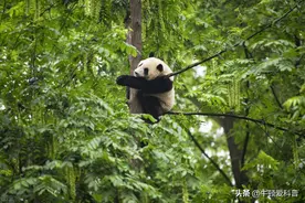 上古时期蚩尤坐骑，单挑黑熊吓跑金钱豹，熊猫的战斗力到底多强？图片