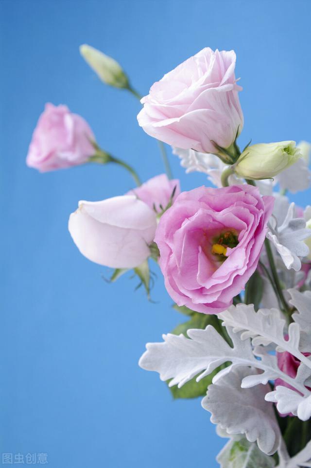 護眼壁紙 花 朝陽網