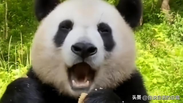 熊猫：真实存在的上古恐惧，为什么只有人类觉得大熊猫很可爱？