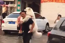 河北一主人担心狗狗怕水，背几十斤狗子过马路！狗子：美滋滋。图片