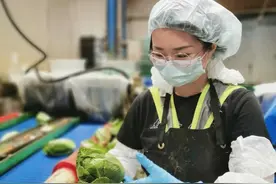 95后特特在新西兰：进厂切白菜，月入2万，感染新冠领千元补贴图片