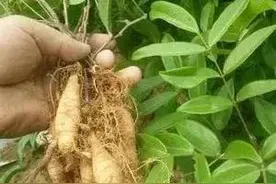 牛大力，也叫山莲藕、大力薯图片