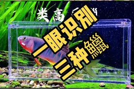 #养鱼日记 #原生鱼 #鱲  不要只知道叫桃花叫溪哥啦！一张图教你一眼识别长鳍鱲、宽鳍鱲和类高屏鱲
