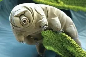 一次失败的探月，将地球最顽强的生物留在月球，它们怎么样了？图片