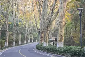 “爱情隧道”中山植物园图片