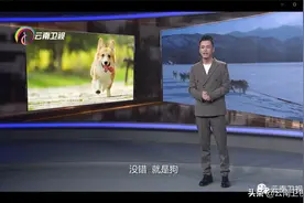 《经典人文地理》为你解读狗狗的驯化密码图片