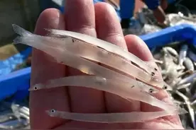 太湖银鱼跌落“神坛”，曾被21省争相移植，现在却成“烫手山芋”图片