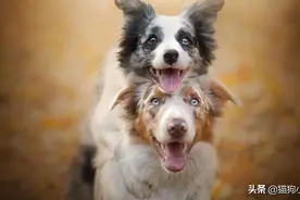 狗狗“交配”时会背靠背连在一起，是否要强行将它们分开？图片