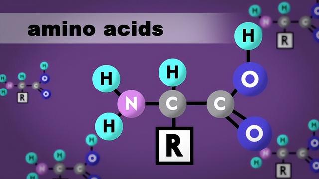 肌肉是如何生长的？