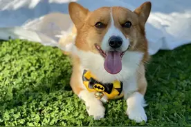 想带宠物一起出行？铁路宠物托运了解一下图片