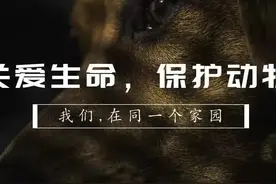 流浪猫与老鼠图片