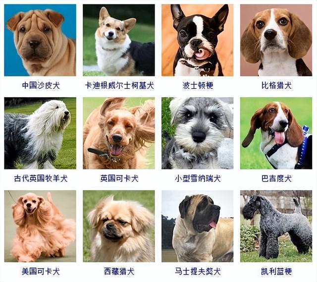 狗狗品种大全(带图片)，各位铲屎君快来对比收藏一下!