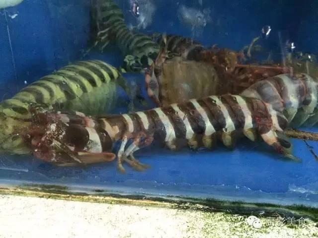 40头的花胶是几级 2025年花胶40头是什么意思?