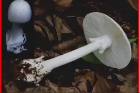 「吃菌那些事」这些野生菌，有毒图片