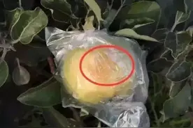 持续高温光照强时苹果树要防日烧图片