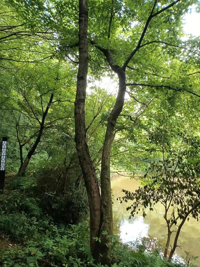 衢州柯山宝岩寺记