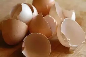 鸡蛋壳养花，有2种“用法”，土壤肥沃疏松，盆栽长势旺开花艳图片