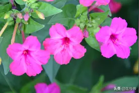 童年记忆中的花——地雷花图片