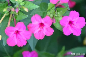 童年记忆中的花——地雷花图片