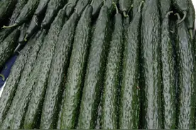 夏季，最适合种黄瓜了！图片