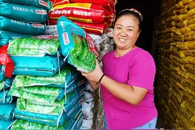 农民挑选小麦种子，应注意哪些问题？两项缺陷影响产量图片