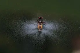 疯狂和尸体交配，屁股炸出“烟花”，这些苍蝇怎么肥四图片