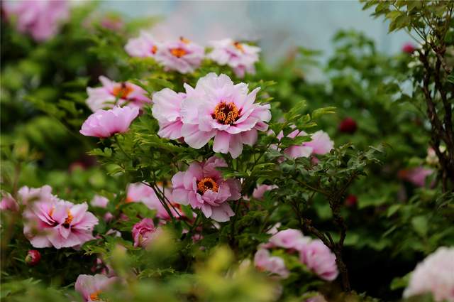 中国洛阳牡丹文化节每日花情专题播报之一含苞欲放