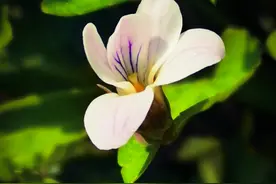 专业英语Day560丨管理者头衔应与所承担的责任和重要性相称图片