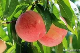龙泉驿区的水蜜桃熟了！图片