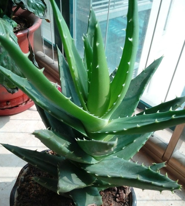 什么花出胶 2025年请问什么花