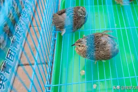 芦丁鸡为什么不建议养？坑有多深看了才知道图片