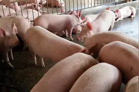 肥猪料里能长期添加葡萄糖粉吗？100斤猪饲料加多少葡萄糖？图片