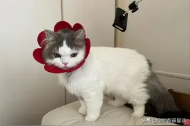 小猫咪照镜子被自己吓到炸毛，还对着镜子一顿锤，真是傻得可爱啊图片