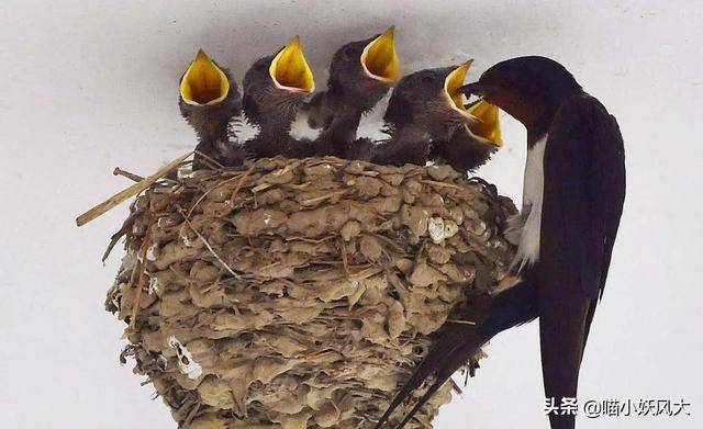 燕窝有营养价值吗 知乎 2026年燕窝有营养价值嘛