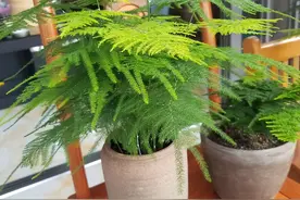植物僵苗怎么办？想要“破除”僵苗，只需记住3点，很简单图片