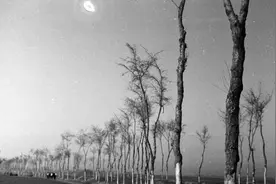 1942河南饥荒幸存者回忆：很多人饿得肚皮薄如纸，吃饱后就撑死了图片