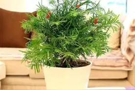 6种植物，有净化空气“小能手”之称，家里养一盆，漂亮又大方图片