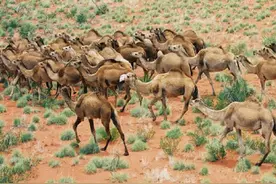 100万骆驼疯狂繁殖，人类安插骆驼“间谍”消灭它们，但落空了图片