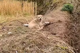 四川：猪獾破坏庄稼，狗狗却承受一切，大娘：保护它，庄稼怎么种图片