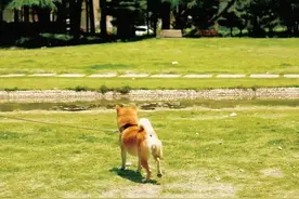 “我以为你早没了！”狗狗失踪7年找回家，家人煮饺子庆团圆……图片