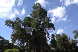 走进黄帝陵 一眼看千年 | 世界柏树之父——黄帝手植柏图片