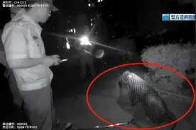 小区草丛冲出无主烈性犬，紧急处置！图片
