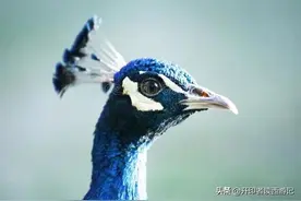 孔雀为何要杀如来？大鹏为何要吃一国？背后都是老君在指使图片