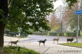 流浪狗狗天天在街头排队，还知道保持前后距离，这是在等什么？图片