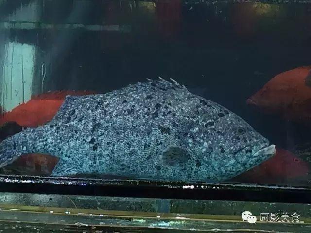 花胶选几级的 花胶等级顺序鱼胶排名大全