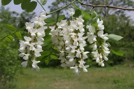 农村特有的四种野菜，都长在树上，很多村民爱吃，没吃过的可惜了图片