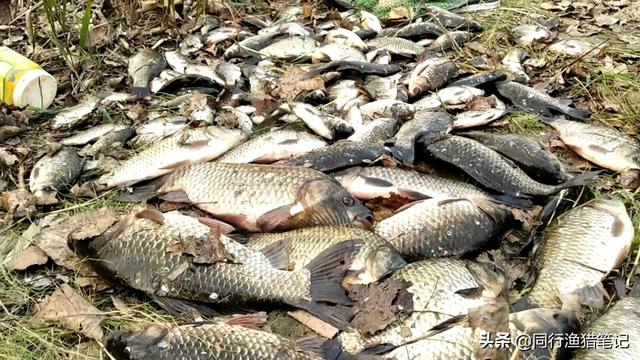 氨基酸是啥？对钓鱼有啥用？淡水鱼必须的10种氨基酸详解