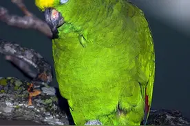 非洲灰鹦鹉等四种鹦鹉野生种群不容乐观| 绿会研究室复函图片