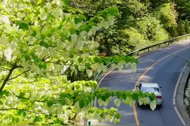 “活化石”中国鸽子树！重庆城口野生珙桐进入最佳赏花时间图片