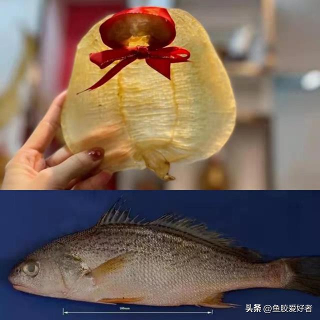 澳洲花胶是哪种鱼 澳洲花胶液有什么好处